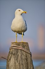 Yellow-legged gull (Larus michahellis) sitting on a wood, Venice, Italy, Europe