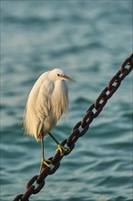 Great egret (Ardea alba) sitting on a chain in Venice on a foggy morning in winter, Italy, Europe