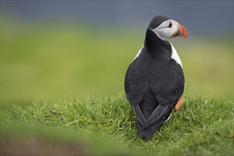 Puffin (Fratercula arctica), Mykines, Faroe Islands, Denmark, Europe