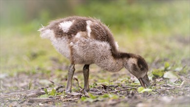 Nile goose chicks (Alopochen aegyptiaca) running through grass and branches, foraging, feeding from