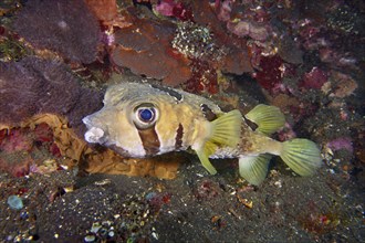 A masked porcupinefish (Diodon liturosus) hovers above the seabed next to colourful corals, dive