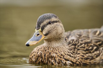 Wild duck (Anas platyrhynchos) female swimming on a lake, Bavaria, Germany, Europe