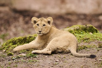 Asiatic lion (Panthera leo persica) cub lying on the ground, captive