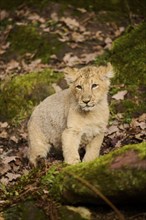 Asiatic lion (Panthera leo persica) cub standing on the ground, captive