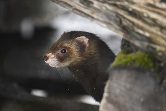 European polecat (Mustela putorius) or forest polecat, standing on woodpile, captive, Switzerland,