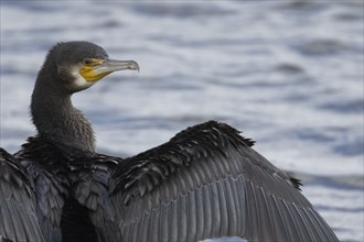 Great cormorant (Phalacrocorax carbo) adult bird drying its wings on a lake, England, United