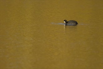 Eurasian coot (Fulica atra) adult bird on a lake, England, United Kingdom, Europe