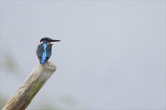 Common kingfisher (Alcedo atthis) adult bird on a wooden post in a lake, Norfolk, England, United