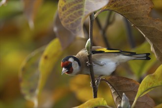 European goldfinch (Carduelis carduelis) adult bird in a garden Magnolia tree with autumn leaves,