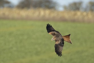 Red kite (Milvus milvus) adult bird of prey flying over a farmland cereal field, England, United