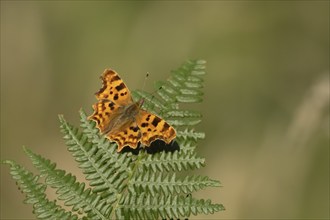 Comma butterfly (Polygonia c-album) adult insect resting on a Bracken plant leaf in the summer,