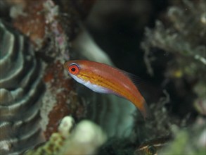 Small, red and white female fish, flag damselfish (Paracheilinus filamentosus), swimming near