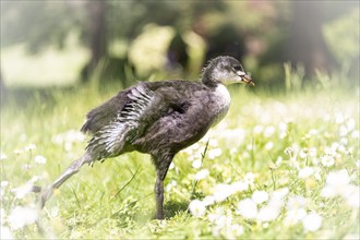 Eurasian Coot chick (Fulica atra) standing in a meadow, profile view, looking to the right,