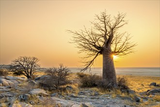 African baobab or baobab tree (Adansonia digitata), at sunrise, sun star, Kubu Island (Lekubu),