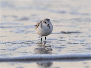 Sanderling (Calidris alba), standing at the edge of the beach at low tide, island of Texel, Holland