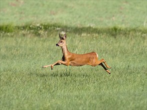 Roe Deer (Capreolus capreolus), adult female ordoe running across a field with all four legs in in