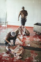 Cutting up a slaughtered dromedary (camelus dromedarius), camel slaughter, Salalah slaughterhouse,