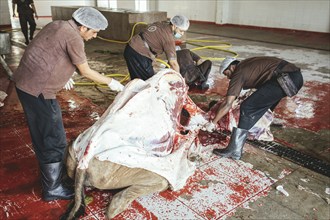 Cutting up a slaughtered dromedary (camelus dromedarius), camel slaughter, Salalah slaughterhouse,