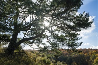 Common pine (Pinus sylvestris) backlit with sunstar, blue sky, white clouds, on juniper heath,