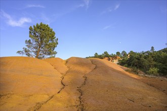 Single Aleppo pine (Pinus halepensis) and ochre rock Colorado de Rustrel, Rustrel, Département