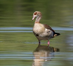 Egyptian goose (Alopochen aegyptiacus) standing in shallow water in a pond, Thuringia, Germany,