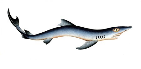 Fish, Fish, Shark genus from the spiny dogfish family, Squalus glaucus, Historical, digitally