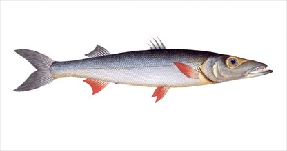 Fish, Fish, Genus of pike, Esox Sphyraena, Hake, sea-pike, Historical, digitally restored