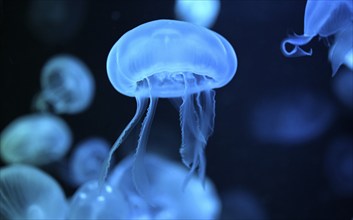 Moon jellyfish (Aurelia aurita) in a tank of the Bang Saen Aquarium, Chonburi Province, Thailand,