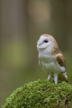 Barn owl (Tyto alba) Bavaria, Germany, Europe