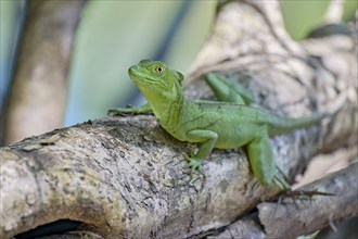 Female frontal lobe basilisk (Basiliscus plumifrons) Costa Rica