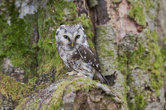 Great Horned Owl (Aegolius funereus) Bavaria, Germany, Europe