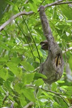 Three-fingered sloth male (Bradypus tridactylus) Costa Rica