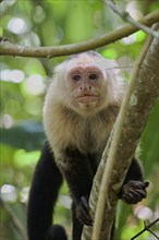 White-shouldered capuchin monkey (Cebus capucinus) Costa Rica