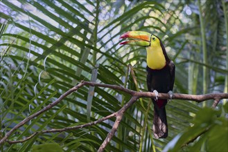 Fishing toucan (Ramphastos sulfuratus) Costa Rica