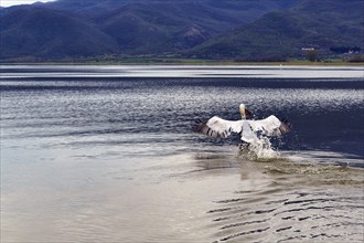 Single Dalmatian Pelican (Pelecanus crispus) taking off, Lake Kerkini, Lake Kerkini, dawn, Central