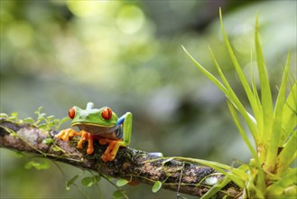 Red-eyed tree frog (Agalychnis callidryas), frogs (Rana), Alajuela, Costa Rica, Central America