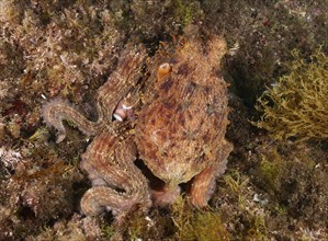 Octopus, Common Octopus (Octopus vulgaris), camouflaging itself on a rock in the sea, dive site Cap