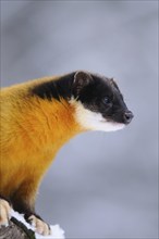 Marten with yellow fur in a wintry environment, coloured marten (Martes flavigula), captive,