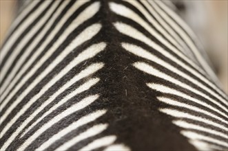 Close-up of the zebra pattern with black and white stripes in abstract style, steppe zebra (Equus