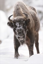 A bison in a snowy environment with frosty fur, bison (Bos bonasus), Bavarian Forest National Park,