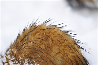 Red animal hair under snowflakes and water droplets in a wintry landscape, ferret (Mustela