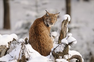 A lynx sits on a snow-covered tree stump and looks back attentively, Carpathian lynx (Lynx lynx