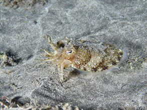 Juvenile Common cuttlefish (Sepia officinalis) moving over sandy seabed, Playa dive site, Los