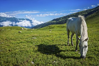 Serene landscape background, horse grazing on alpine meadow in Himalayas mountains. Himachal