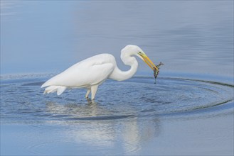 Large Egret (Ardea alba) holding a common perch (Perca fluviatilis) in its beak. Bas Rhin, Alsace,