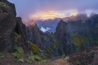 Mountains on sunset covered in fog and clouds with blooming Cytisus shrubs. Near Pico de Arieiro,