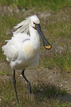 Spoonbill, (Platalea leucorodia), Floating Hide fixed, Tiszaalpár, Kiskunsági National Park,