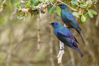 Cape starling (Lamprotornis nitens), pair, Mkuze Game Reserve, Mkuze, KwaZulu-Natal, South Africa,