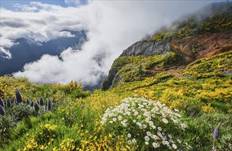 Madeira landscape with daisy and Pride of madeira flowers and blooming Cytisus shrubs and mountains