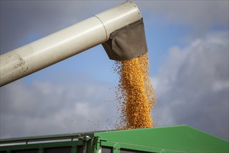 Close-up of agricultural maize harvest